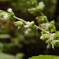 Pogostemon heyneanus Benth.